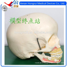 ISO Medical Skull Model of Children